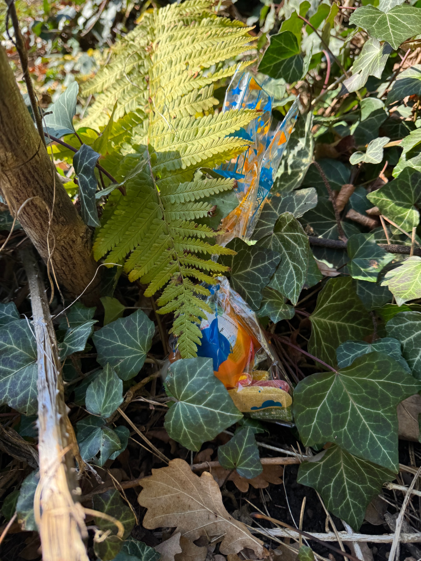 Versteckte Tüte im Farn zwischen Efeublättern
